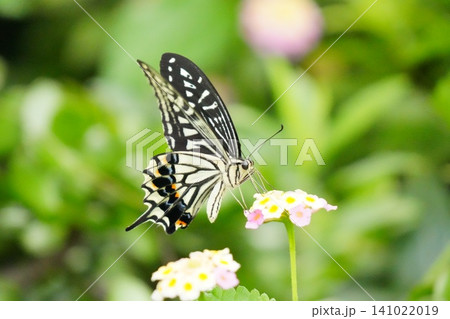 ランタナの蜜を吸って羽を広げている横姿のアゲハチョウ ランタナの蜜を吸って羽を広げている横姿のアゲハチョウ 141022019