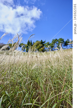 秋風に揺れるススキの群生と木道 兵庫県・砥峰高原と峰山高原 秋風に揺れるススキの群生と木道 兵庫県・砥峰高原と峰山高原 141022101