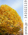 秋の空 紅葉狩り いちょう 公園 自然 11月 景色 コピースペース 秋の空 紅葉狩り いちょう 公園 自然 11月 景色 コピースペース 141022119