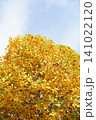 秋の空 紅葉狩り いちょう 公園 自然 11月 景色 コピースペース 秋の空 紅葉狩り いちょう 公園 自然 11月 景色 コピースペース 141022120