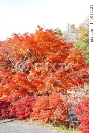 紅葉 モミジ カエデ 秋 鮮やか 木々 縦位置 風景 写真 素材 紅葉 モミジ カエデ 秋 鮮やか 木々 縦位置 風景 写真 素材 141022123