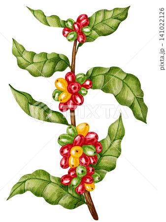 Watercolor illustration of a coffee branch with berries and leaves. Perfect for a coffee shop, packaging, or banner. Watercolor illustration of a coffee branch with berries and leaves. Perfect for a coffee shop, packaging, or banner. 141022126