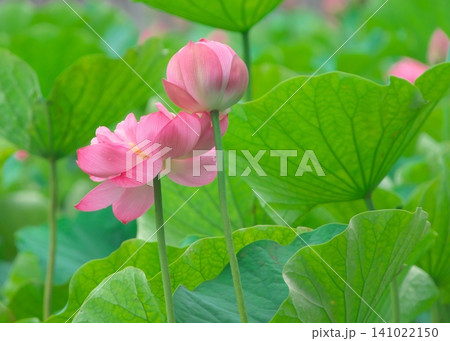大きく開いた蓮の花と鞠のように丸くて可愛いつぼみ 大きく開いた蓮の花と鞠のように丸くて可愛いつぼみ 141022150