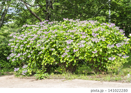 船岡城址公園のあじさいの花 紫陽花まつり 宮城県柴田町 船岡城址公園のあじさいの花 紫陽花まつり 宮城県柴田町 141022280