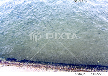 【香川】夏の小豆島 伊豆川の河口部で泳ぐたくさんの魚 【香川】夏の小豆島 伊豆川の河口部で泳ぐたくさんの魚 141022299