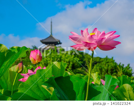 夏の早朝 三溪園の早朝観蓮会で青空に映える三重塔の背景ボケと美しく咲き誇る蓮の花風景 夏の早朝 三溪園の早朝観蓮会で青空に映える三重塔の背景ボケと美しく咲き誇る蓮の花風景 141022324