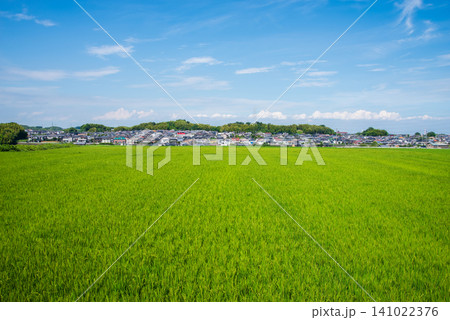 夏の稲穂と 住宅街《三重県 四日市市》 夏の稲穂と 住宅街《三重県 四日市市》 141022376