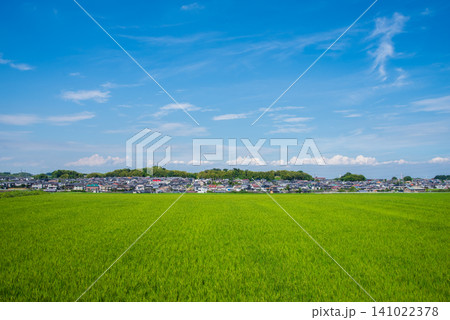 夏の稲穂と 住宅街《三重県 四日市市》 夏の稲穂と 住宅街《三重県 四日市市》 141022378