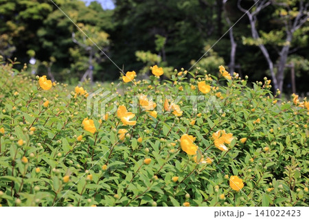 江ノ島に咲いていたキンシバイの花 江ノ島に咲いていたキンシバイの花 141022423