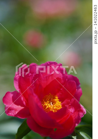 ピンクの芍薬 141022463