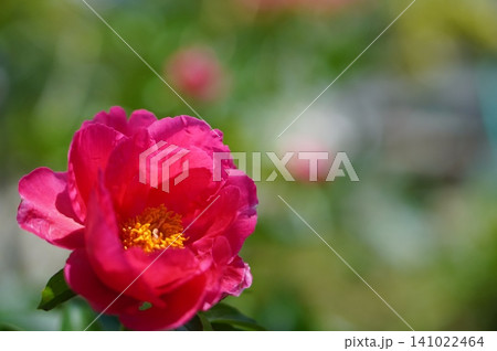 ピンクの芍薬 141022464