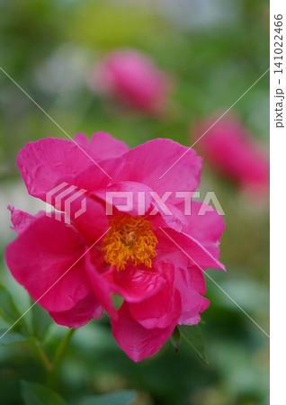ピンクの芍薬 ピンクの芍薬 141022466