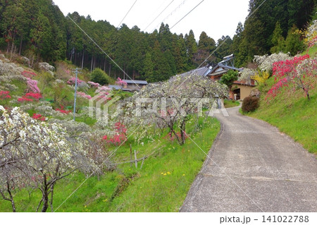 上中のしだれ桃(愛知県豊田市旭地区) 上中のしだれ桃(愛知県豊田市旭地区) 141022788