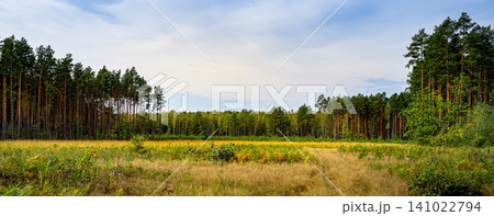 Sunny Forest Edge with Green Meadow and Trees in Summer 141022794