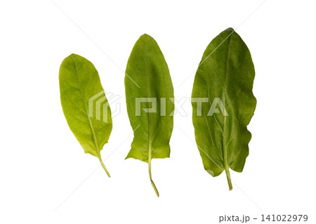 Various sizes of sorrel leaves displayed on a white background for study 141022979