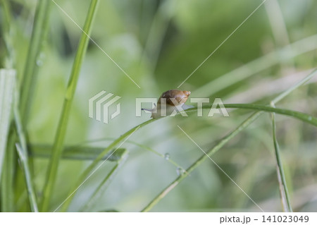 Macro photography of a tiny snail moving along a slender green grass blade in a garden. Fresh morning dew drops are visible nearby, highlighting the delicate ecosystem and beauty of small nature. Macro photography of a tiny snail moving along a slender green grass blade in a garden. Fresh morning dew drops are visible nearby, highlighting the delicate ecosystem and beauty of small nature. 141023049