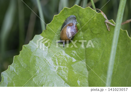 Macro shot of a small brown snail slowly crawling on a vibrant green leaf. Detailed texture of the leaf and the snail shell visible in natural morning light, capturing a quiet moment in the garden. 141023057