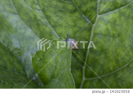 Macro shot of a small brown snail slowly crawling on a vibrant green leaf. Detailed texture of the leaf and the snail shell visible in natural morning light, capturing a quiet moment in the garden. Macro shot of a small brown snail slowly crawling on a vibrant green leaf. Detailed texture of the leaf and the snail shell visible in natural morning light, capturing a quiet moment in the garden. 141023058