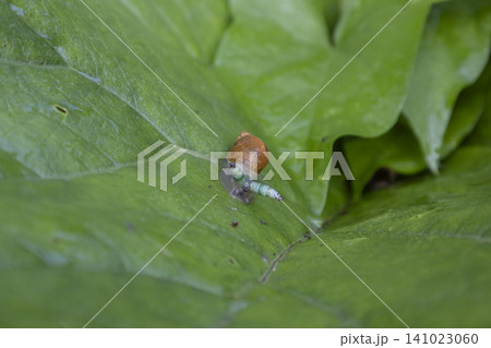 Macro shot of a small brown snail slowly crawling on a vibrant green leaf. Detailed texture of the leaf and the snail shell visible in natural morning light, capturing a quiet moment in the garden. Macro shot of a small brown snail slowly crawling on a vibrant green leaf. Detailed texture of the leaf and the snail shell visible in natural morning light, capturing a quiet moment in the garden. 141023060