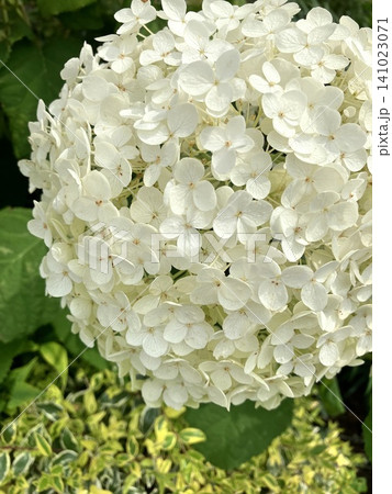 満開の白いアナベル 梅雨の庭に咲く大輪の紫陽花 満開の白いアナベル 梅雨の庭に咲く大輪の紫陽花 141023071