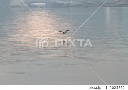 夕暮れの湖に浮かぶ鳥のシルエット 141023862