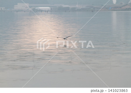 海上を飛ぶ鳥 海上を飛ぶ鳥 141023863