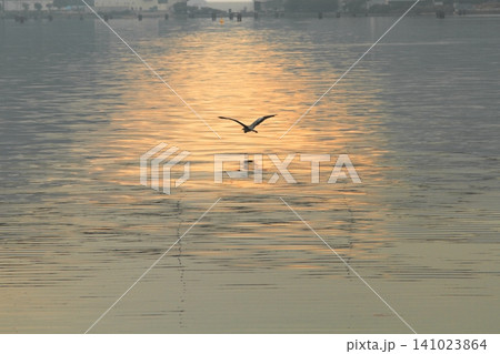 夕暮れの水面を飛ぶ鳥 夕暮れの水面を飛ぶ鳥 141023864