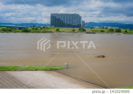 大雨で増水し濁流となった淀川　淀川河川公園枚方地区からの展望　大阪府枚方市 141024000