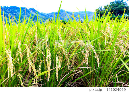 【香川】夏の小豆島 中山千枚田の稲穂のアップ 【香川】夏の小豆島 中山千枚田の稲穂のアップ 141024069