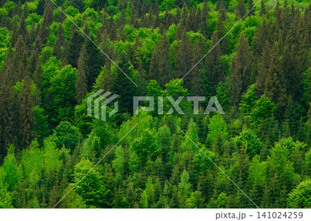 evergreen trees aerial background panorama landscape of wood land scenery aerial top view evergreen trees aerial background panorama landscape of wood land scenery aerial top view 141024259