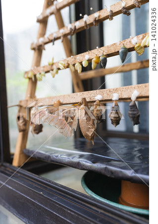 Various butterfly chrysalises and a newly emerged moth displayed on a wooden rack inside a glass enclosure with a potted plant visible below Various butterfly chrysalises and a newly emerged moth displayed on a wooden rack inside a glass enclosure with a potted plant visible below 141024336