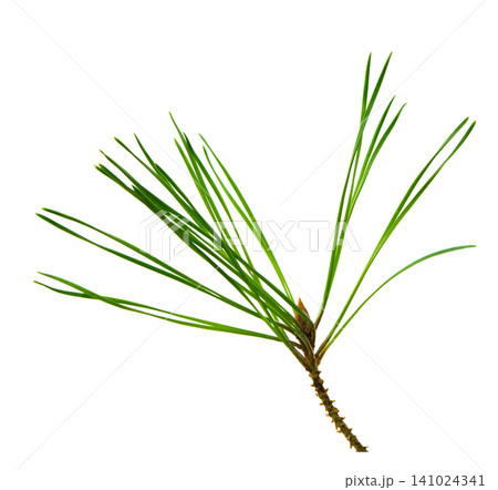 fir branche. Green branche on transparent, png. For decor and holiday frames and postcards, sites and banners fir branche. Green branche on transparent, png. For decor and holiday frames and postcards, sites and banners 141024341