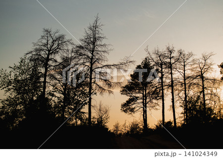 The silhouette of bare trees against a golden sunset. The silhouette of bare trees against a golden sunset. 141024349