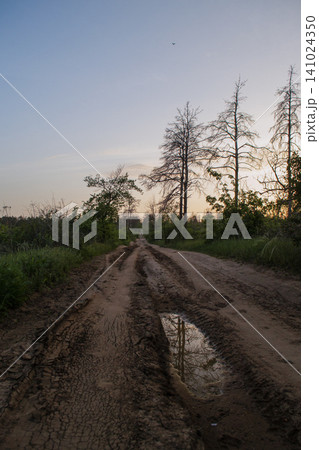 A dirt road leading through the forest at sunset in warm golden light, with tree silhouettes in the background. A dirt road leading through the forest at sunset in warm golden light, with tree silhouettes in the background. 141024350