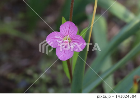 春の野原に咲くピンク色のユウゲショウの花 春の野原に咲くピンク色のユウゲショウの花 141024384