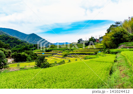 【香川】夏の小豆島 中山千枚田と青空 【香川】夏の小豆島 中山千枚田と青空 141024412