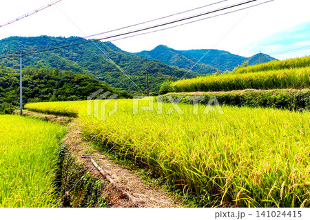 【香川】夏の小豆島 収穫間近の中山千枚田 【香川】夏の小豆島 収穫間近の中山千枚田 141024415