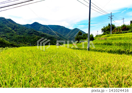 【香川】夏の小豆島 収穫間近の中山千枚田 【香川】夏の小豆島 収穫間近の中山千枚田 141024416