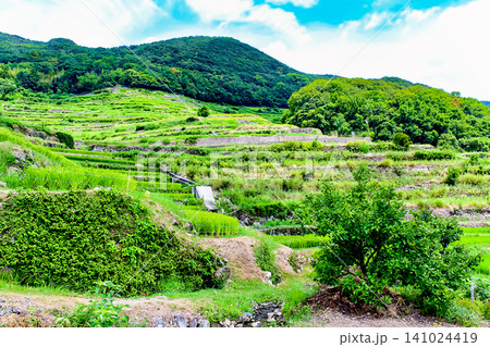 【香川】夏の小豆島 青空と中山千枚田 【香川】夏の小豆島 青空と中山千枚田 141024419
