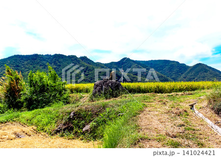 【香川】夏の小豆島 畦道から見渡す中山千枚田 【香川】夏の小豆島 畦道から見渡す中山千枚田 141024421