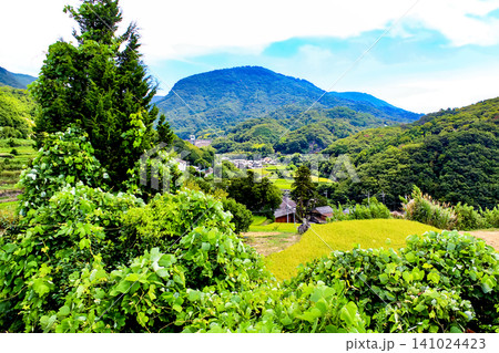 【香川】夏の小豆島 畦道から見渡す中山千枚田 【香川】夏の小豆島 畦道から見渡す中山千枚田 141024423