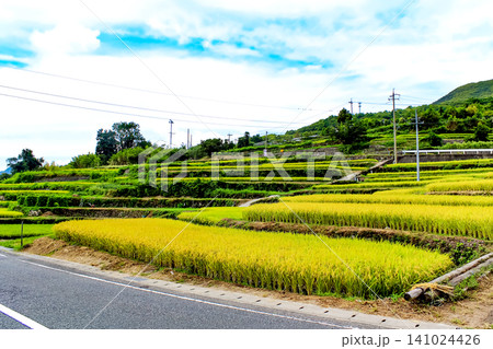 【香川】夏の小豆島 収穫を待つ中山千枚田 【香川】夏の小豆島 収穫を待つ中山千枚田 141024426