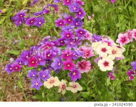 多様な色合いを持つ花「フロックス」 多様な色合いを持つ花「フロックス」 141024590