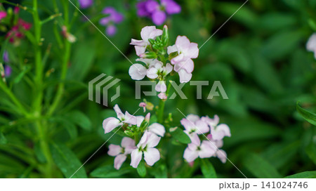 Delicate light pink stock flower blooming in the garden 141024746