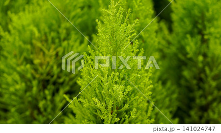 Fresh green lemon cypress tree close up Fresh green lemon cypress tree close up 141024747