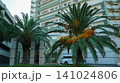 Tropical date palm trees with orange fruits in front of a modern apartment building 141024806