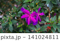Vibrant purple princess flower blooming in the garden 141024811