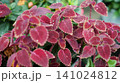 Vibrant red and purple coleus plant leaves close up 141024812