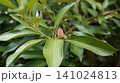 Young green acorn growing on a branch of an oak tree 141024813
