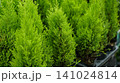 Young lemon cypress trees in plastic pots at a nursery 141024814
